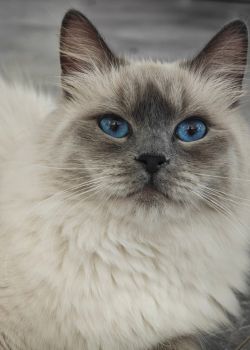 Ella