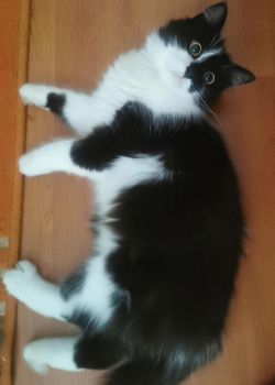 Jack